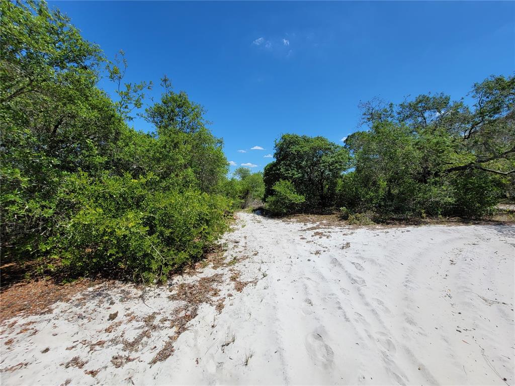 A sandy path leads through dense green trees under a clear blue sky — 433 GLORIA BOULEVARD, LAKE PLACID, FL