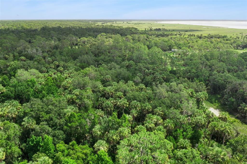 An aerial view shows a dense forest of trees and palms bordering a grassy field — 2401 CANVASBACK TRAIL, GENEVA, FL