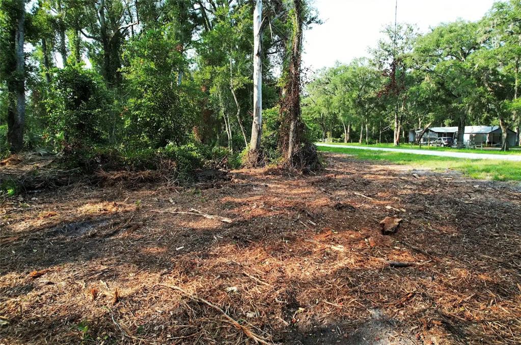 A cleared, wooded lot with pine needles on the ground and a road nearby — 1615 NE 497TH STREET, OLD TOWN, FL
