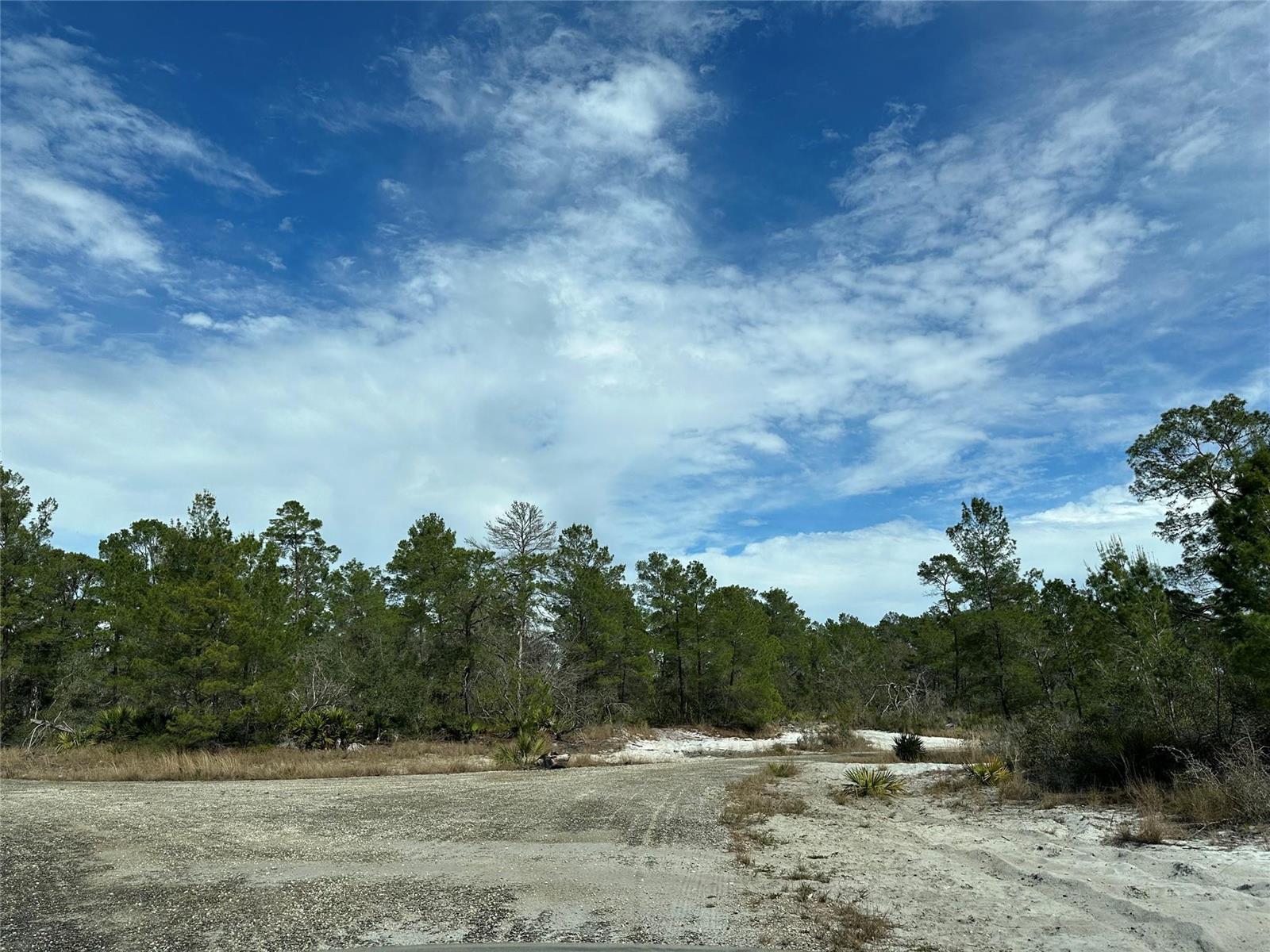 A gravel clearing leads to a dense line of pine trees under a cloudy sky — 4508 Briarcliff Avenue, Sebring FL 33875, SEBRING, FL