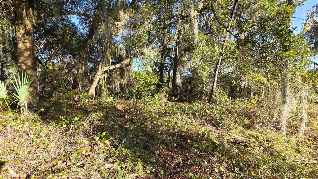 A wooded lot with dense vegetation, tall trees, and hanging Spanish moss — 3009 PARMA DRIVE, DELTONA, FL