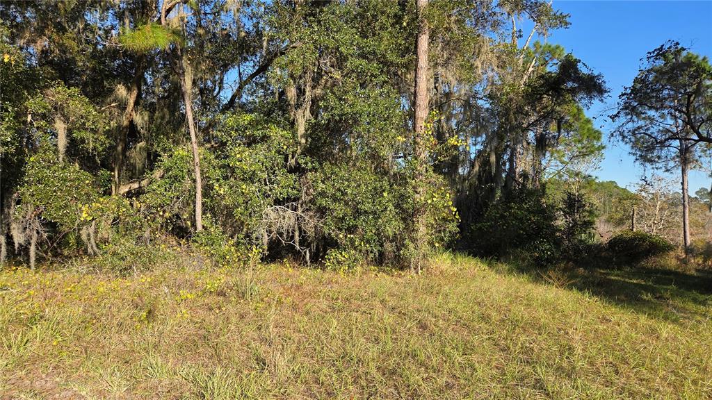 A grassy, sunlit lot is bordered by a dense line of mature, moss-draped trees — 3009 PARMA DRIVE, DELTONA, FL