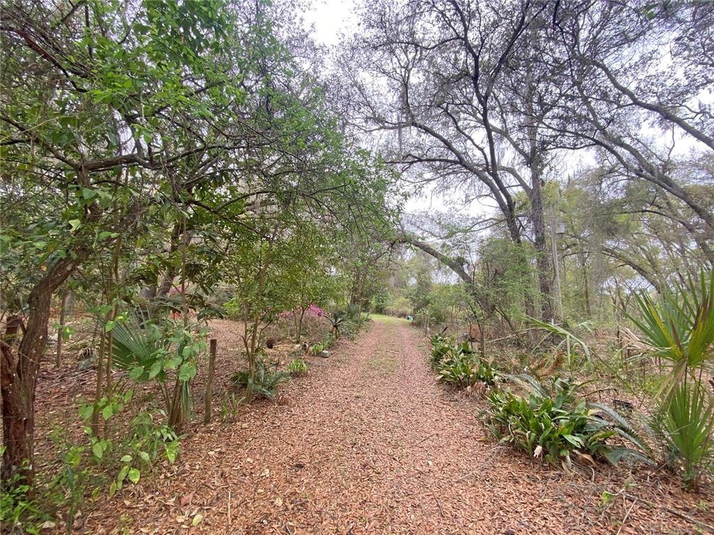 A dirt path covered in fallen leaves winds through a wooded area with lush vegetation — 119 TWIN LAKES ROAD, HAWTHORNE, FL