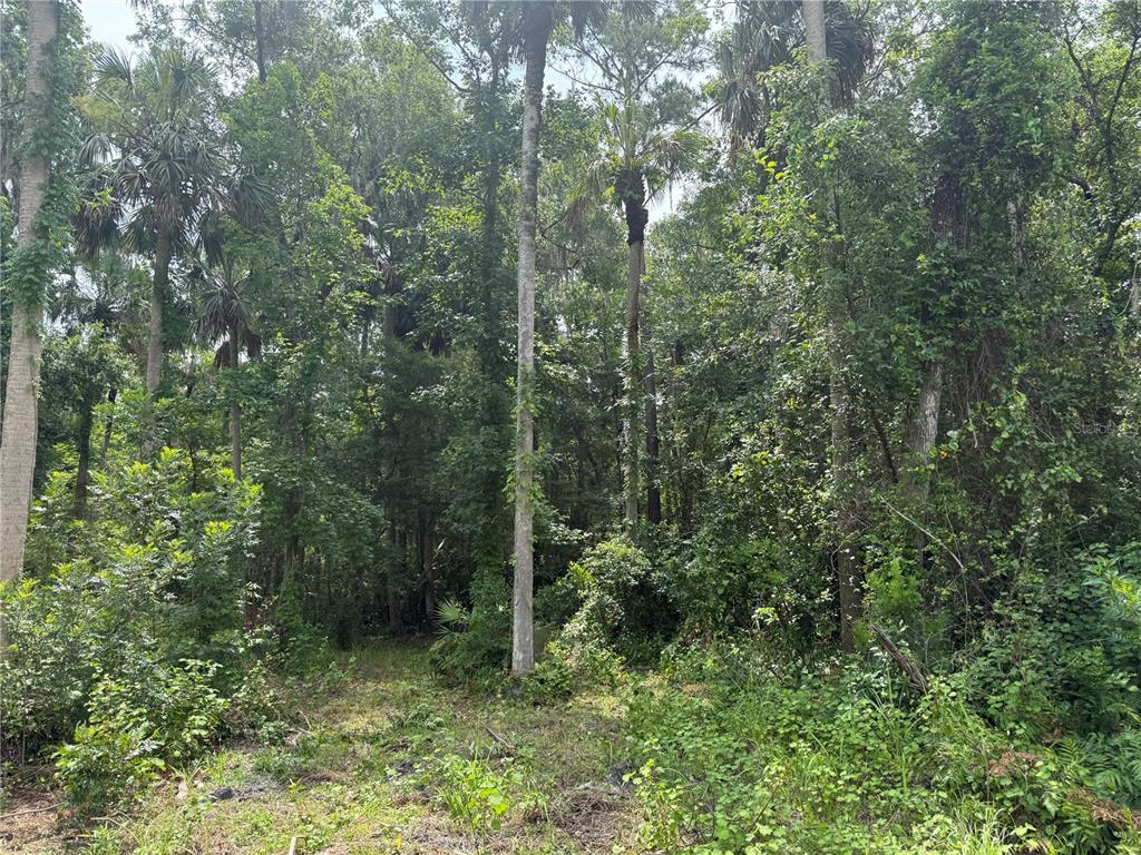 A densely wooded lot with tall palm trees and thick undergrowth — OKALOOSA TRAIL, SORRENTO, FL