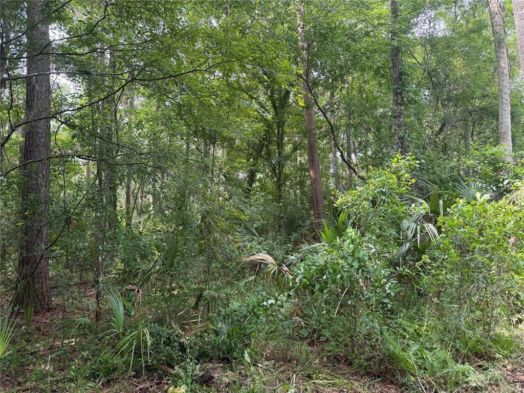 A dense, wooded area features tall trees, thick undergrowth, and several small palm plants — OKALOOSA TRAIL, SORRENTO, FL