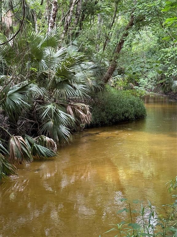 A narrow, tannin-stained creek flows through a lush, wooded area with dense palm vegetation — OKALOOSA TRAIL, SORRENTO, FL