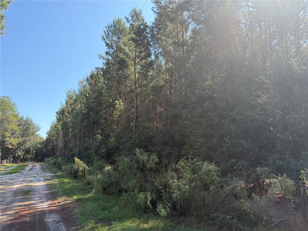 A dirt road runs alongside a dense, wooded area with tall pine trees — 7818 NW STATE ROAD 45, HIGH SPRINGS, FL