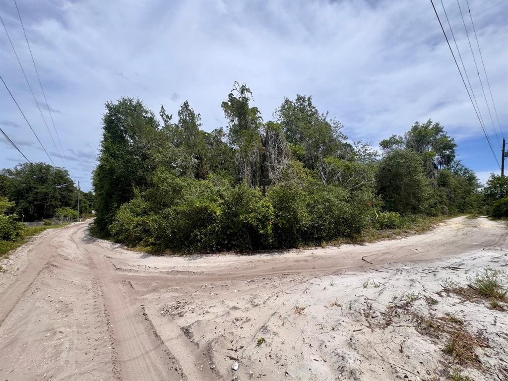 A dirt road forks in front of a dense, wooded lot under a cloudy sky — 8365 NE 306TH COURT, SALT SPRINGS, FL