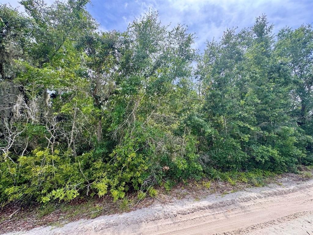 A dirt road runs alongside a dense, wooded lot with many trees and shrubs — 8365 NE 306TH COURT, SALT SPRINGS, FL