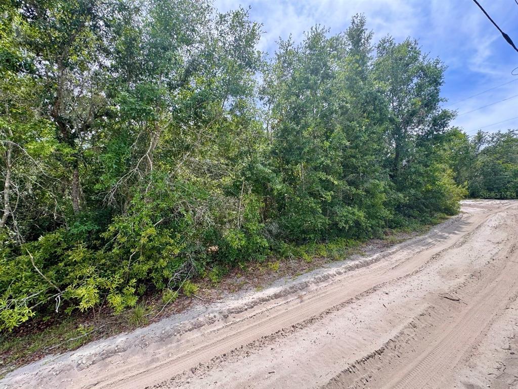 A dirt road runs alongside a densely wooded lot under a blue sky — 8365 NE 306TH COURT, SALT SPRINGS, FL