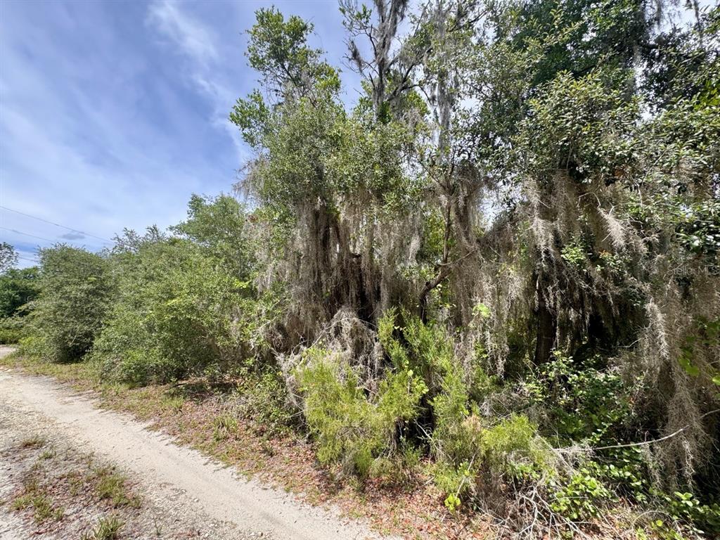 A dirt path runs alongside a wooded area filled with trees draped in Spanish moss — 8365 NE 306TH COURT, SALT SPRINGS, FL