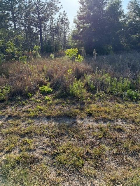 A view of a grassy, undeveloped lot with scattered shrubs and trees in the background — SW 142 COURT, OCALA, FL
