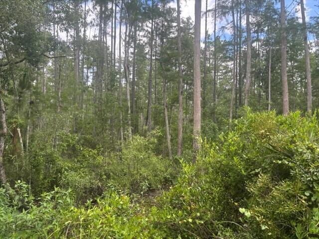 A dense forest with tall pine trees and thick green undergrowth under a blue sky — 0 Water Road, Clermont FL 33868, CLERMONT, FL