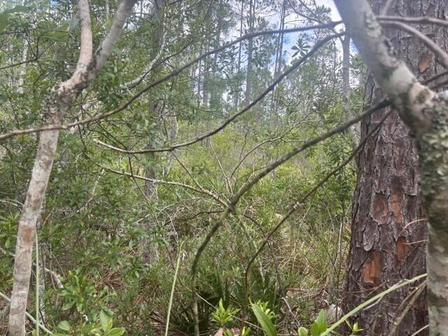 A view of a dense, wooded forest area with pine trees and thick underbrush — 0 Water Road, Clermont FL 33868, CLERMONT, FL