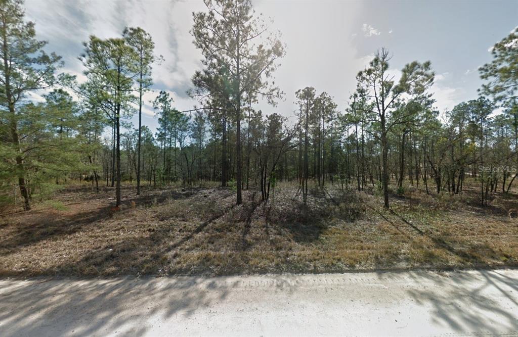 A dirt road runs in front of a wooded, undeveloped lot with many pine trees — 14710 SE 6TH LANE, WILLISTON, FL