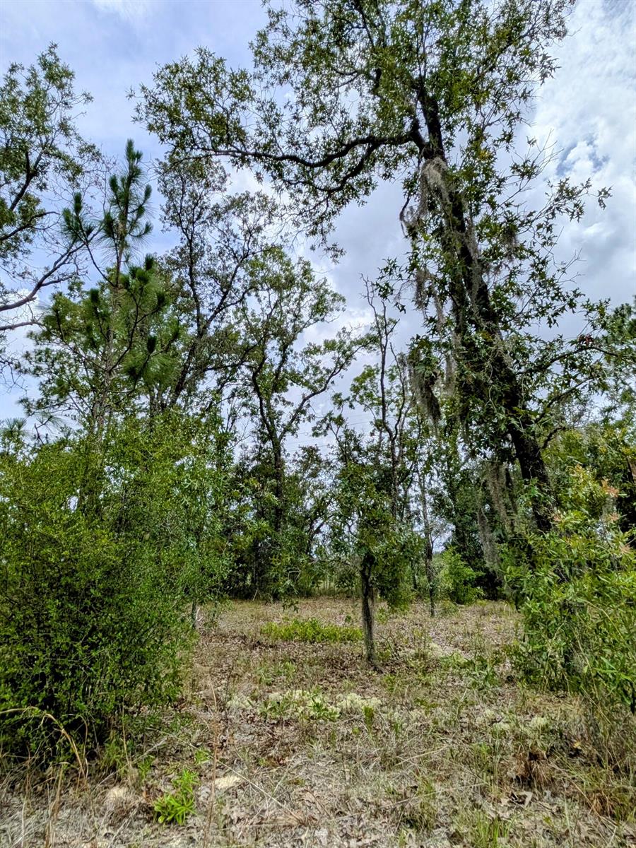 A wooded lot features a mix of tall trees, Spanish moss, and low-lying ground vegetation — 2450 W Rutland Drive, FL 34434, FL