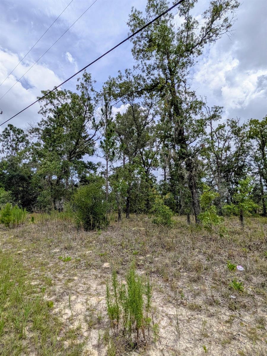 A wooded lot with sandy soil and power lines running above the trees — 2450 W Rutland Drive, FL 34434, FL