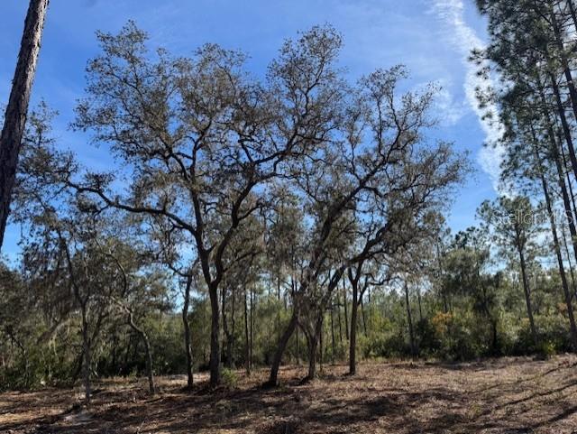 A view of several large, mature oak trees with Spanish moss on a wooded lot — 11901 NE 150TH AVE ROAD, FORT MC COY, FL