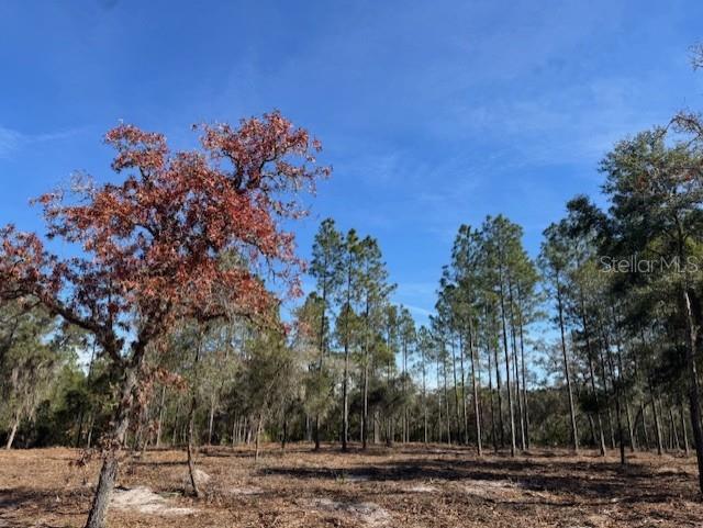 A wooded lot with a large tree featuring reddish-brown leaves in the foreground — 11901 NE 150TH AVE ROAD, FORT MC COY, FL