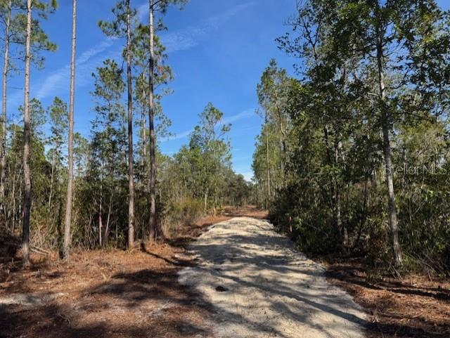 A dirt path leads through a wooded area with tall pine trees under a blue sky — 11901 NE 150TH AVE ROAD, FORT MC COY, FL