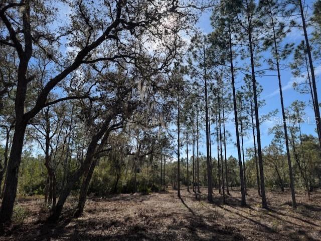 A wooded lot features tall pine trees and large oak trees with hanging Spanish moss — 11901 NE 150TH AVE ROAD, FORT MC COY, FL