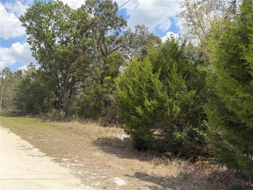 A dirt road runs alongside a wooded lot with dense trees and shrubs — 0 BASTIAN COURT, WEEKI WACHEE, FL
