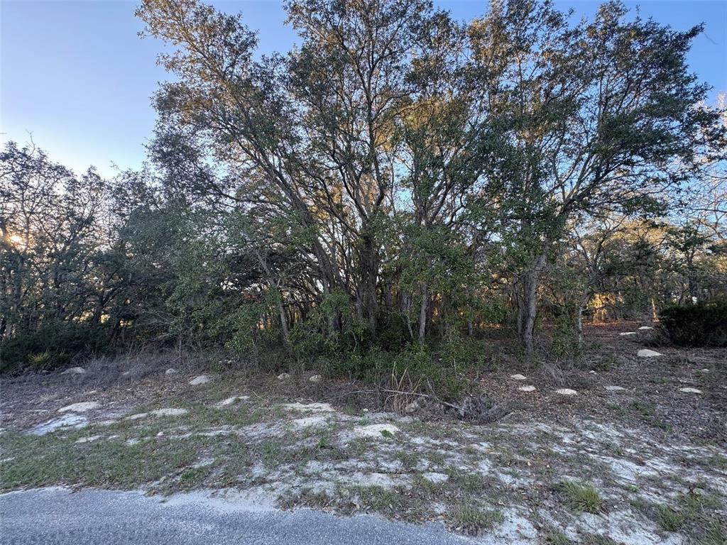 A view of a wooded lot with sandy ground and several large oak trees — 0 SW 147TH STREET ROAD, OCALA, FL