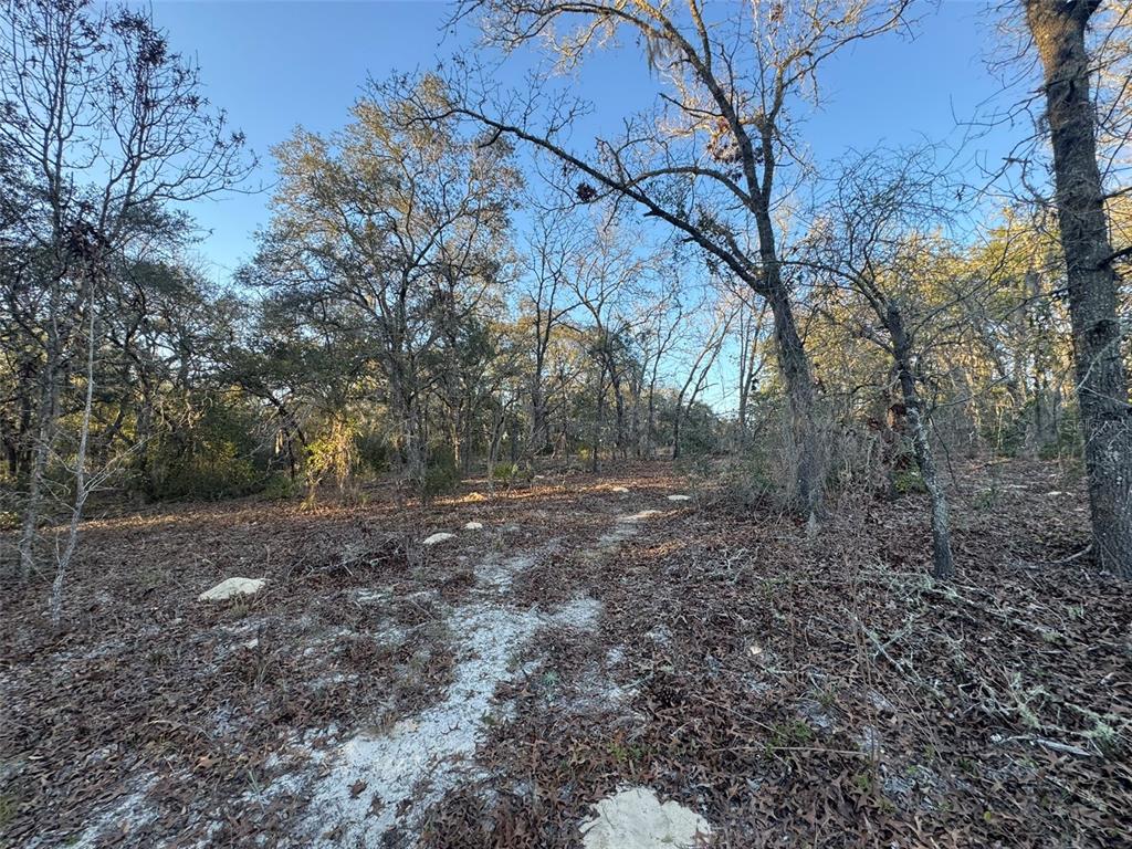 A dirt path winds through a wooded area with scattered rocks and dry leaves — 0 SW 147TH STREET ROAD, OCALA, FL