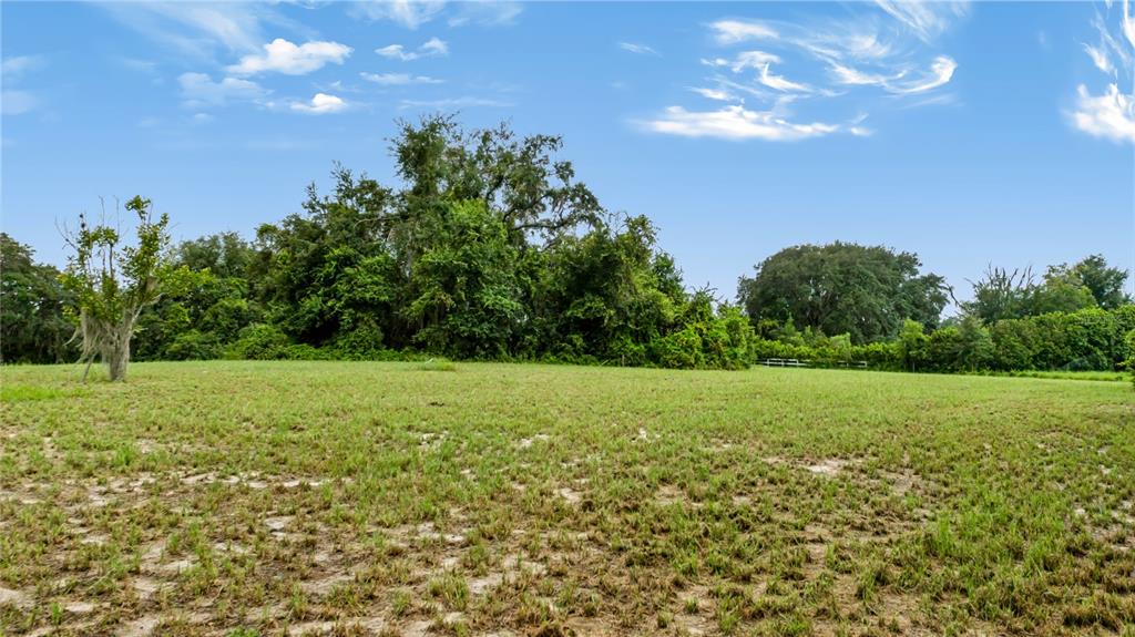 A wide, grassy field sits in front of a dense line of trees under a sky — TROTTING HORSE LANE, TAVARES, FL