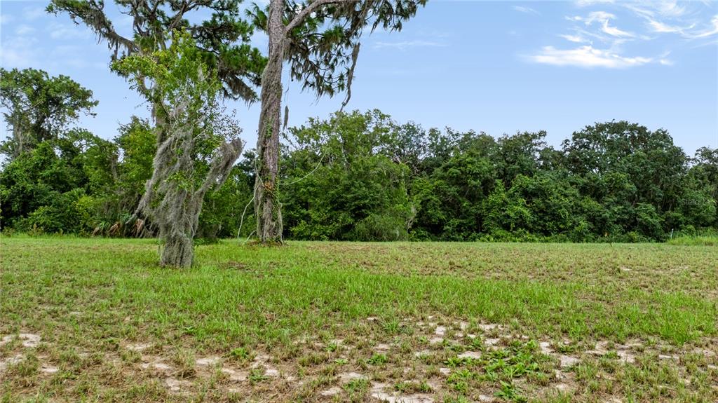 A grassy, partially cleared lot features two large trees with Spanish moss against a forest — TROTTING HORSE LANE, TAVARES, FL