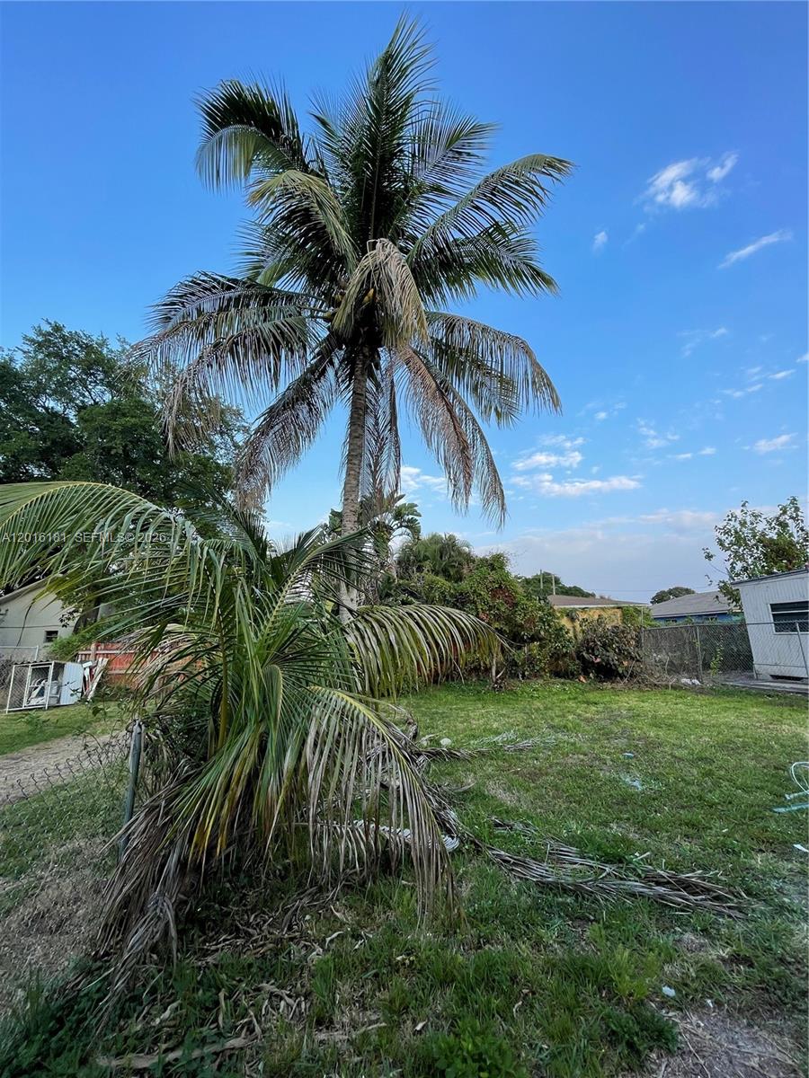 A tall palm tree stands in a grassy yard next to a smaller palm — MIAMI, FL