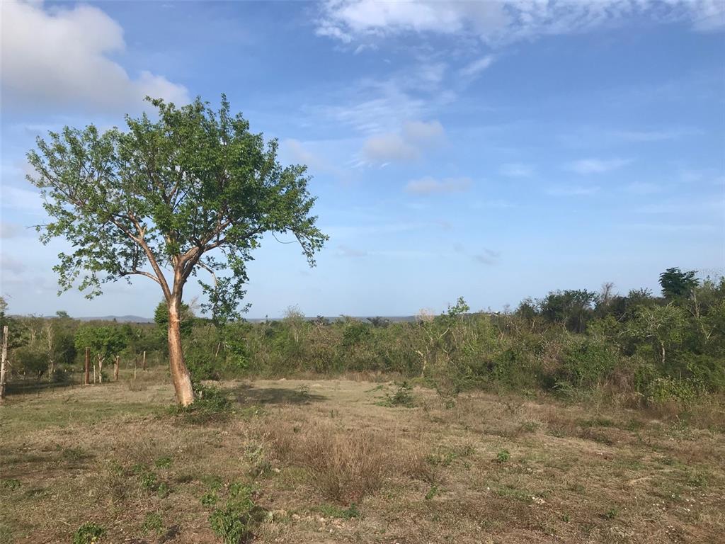 A large tree stands in a grassy field with dense brush and trees in the background — 5 DOCTOR'S PATH, VIEQUES, PR