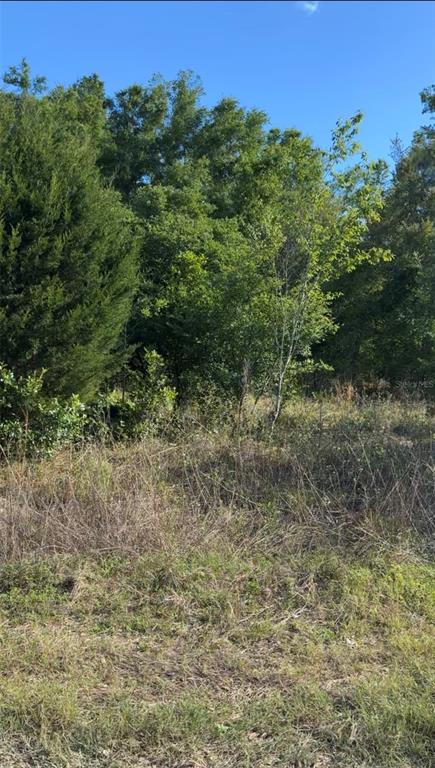 A view of a grassy, overgrown lot with dense trees and shrubs under a blue sky — 2405 WILSON ST STREET, INVERNESS, FL