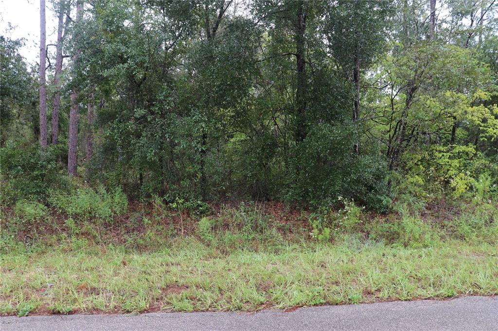 A dense, wooded lot with tall trees and thick underbrush sits beside an asphalt road — 00 NW BEUNA VISTA ROAD, DUNNELLON,, FL