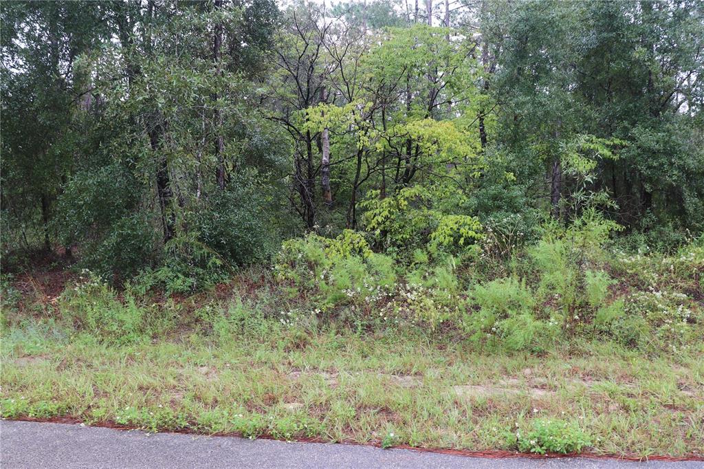A view of a wooded, undeveloped lot bordering a paved road — 00 NW BEUNA VISTA ROAD, DUNNELLON,, FL