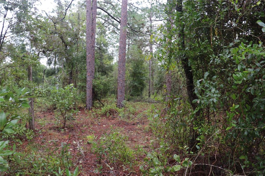 A wooded lot featuring tall pine trees and dense underbrush on a natural forest floor — 00 NW BEUNA VISTA ROAD, DUNNELLON,, FL