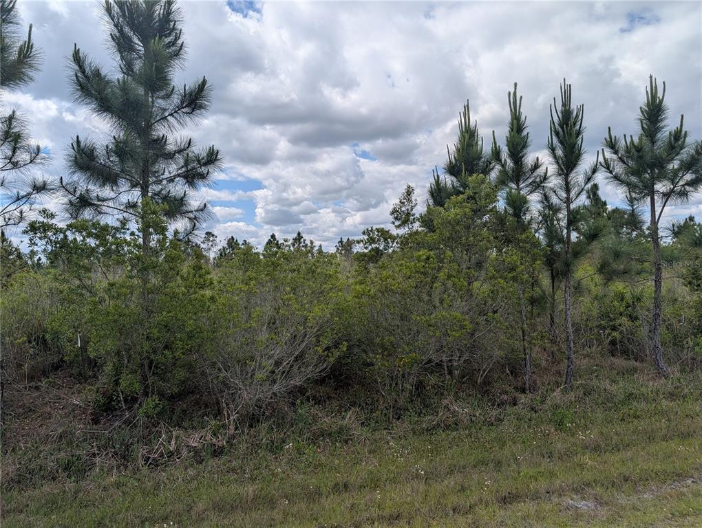 A view of a grassy lot with scattered pine trees and dense low-lying brush — ALTHEA DRIVE, INDIAN LAKE ESTATES, FL