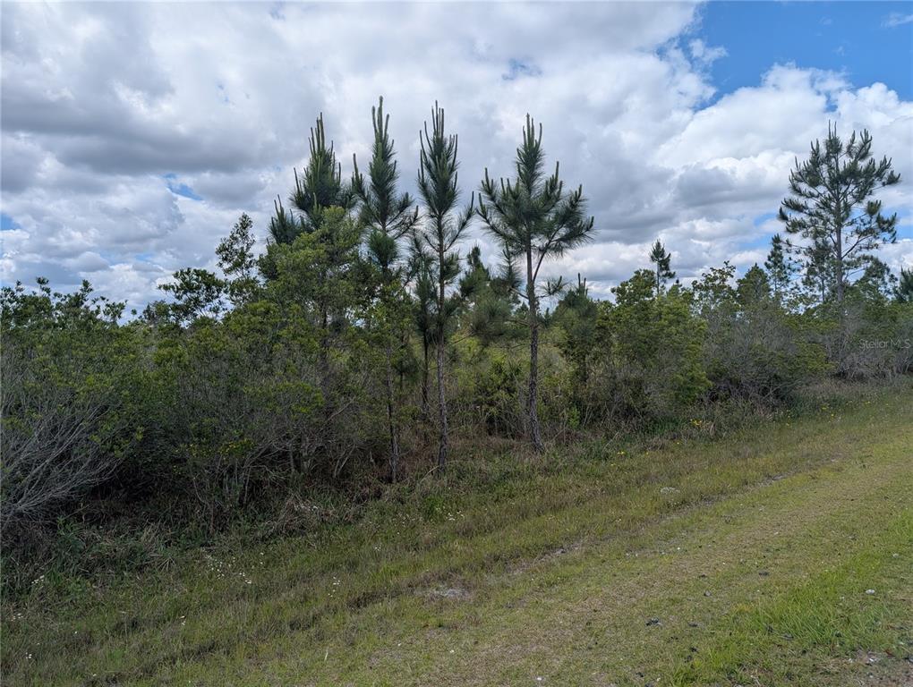 A grassy area leads to a line of pine trees and dense brush under a cloudy sky — ALTHEA DRIVE, INDIAN LAKE ESTATES, FL