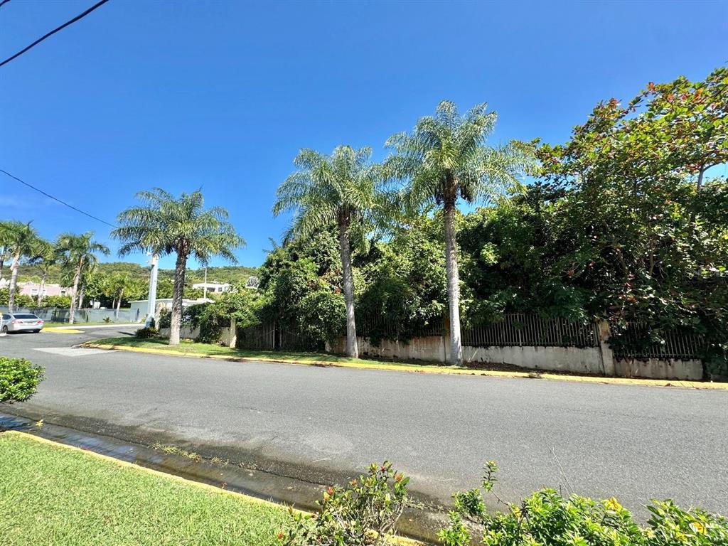 A paved street runs in front of a fenced property with several tall palm trees — Lot 59 URB. LAS GAVIOTAS, FAJARDO, PR