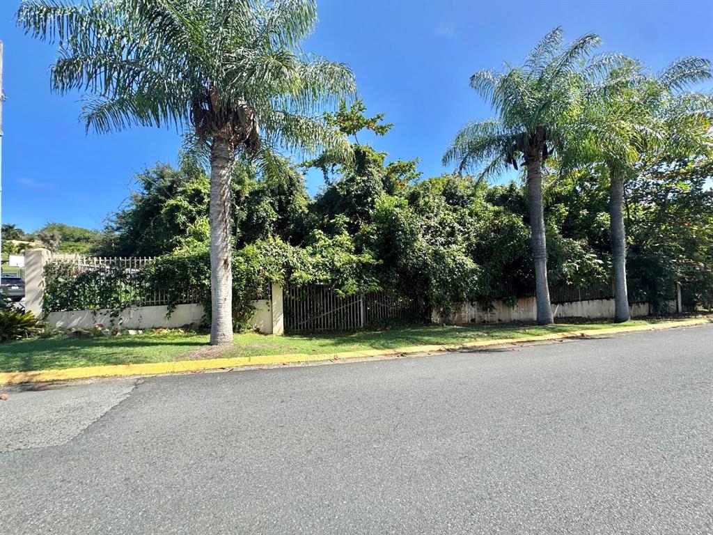 A street view of a fenced lot with three palm trees and dense vegetation — Lot 59 URB. LAS GAVIOTAS, FAJARDO, PR