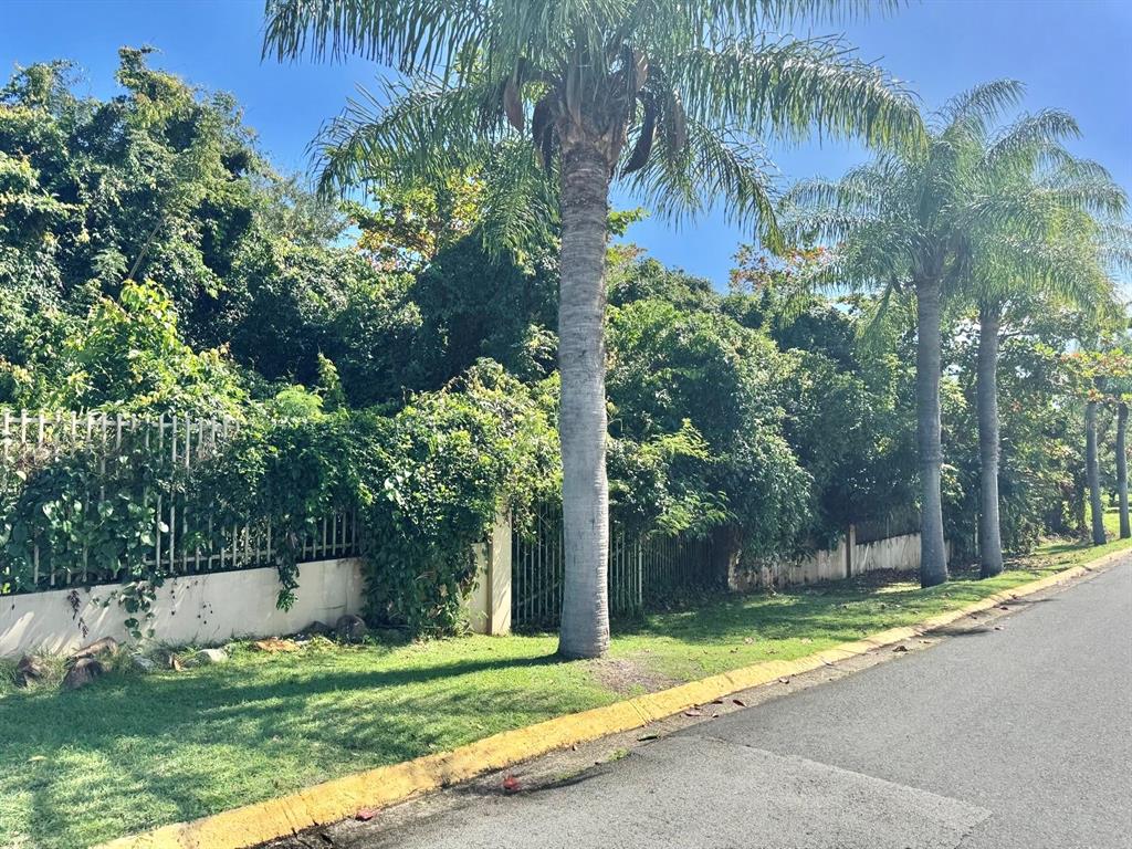 A paved road runs alongside a grassy area with palm trees and a fenced property — Lot 59 URB. LAS GAVIOTAS, FAJARDO, PR