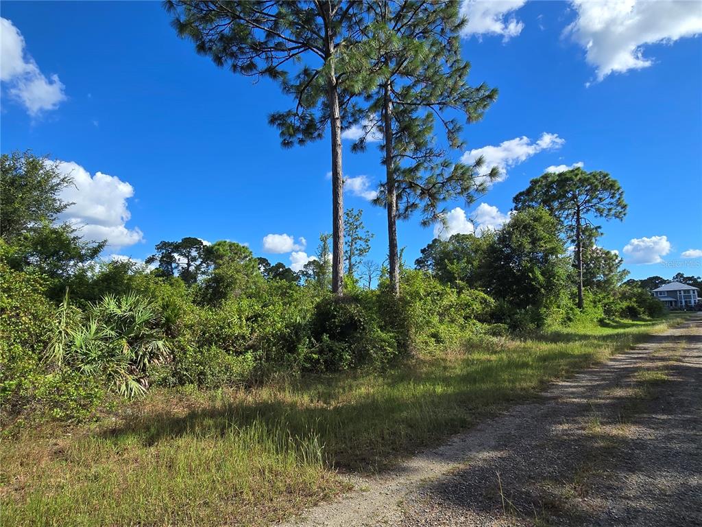 A gravel road runs alongside a wooded lot with tall pine trees and dense vegetation — 421 WILDER AVENUE S, LEHIGH ACRES, FL