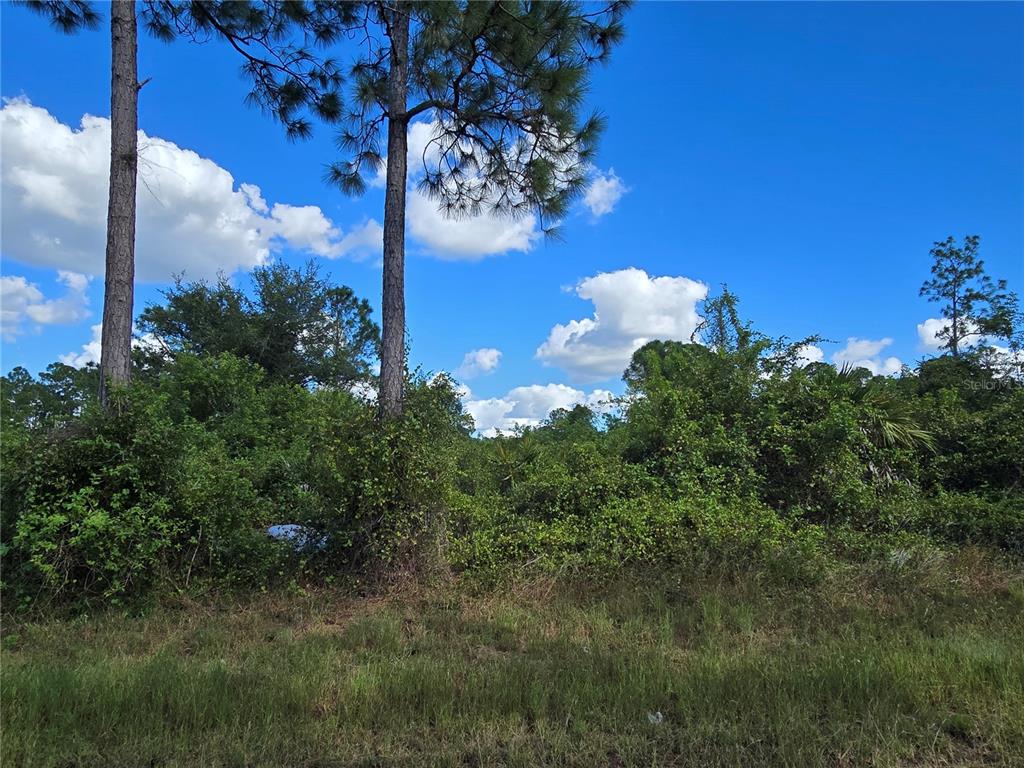 A view of a wooded lot with tall pine trees and dense undergrowth under a sky — 421 WILDER AVENUE S, LEHIGH ACRES, FL