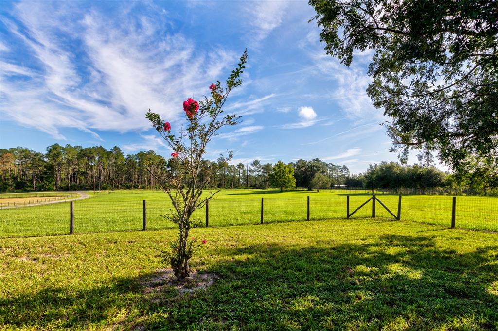 A small flowering tree stands in a grassy field enclosed by a wire fence — 24948 WALKABOUT RANCH ROAD, SORRENTO, FL