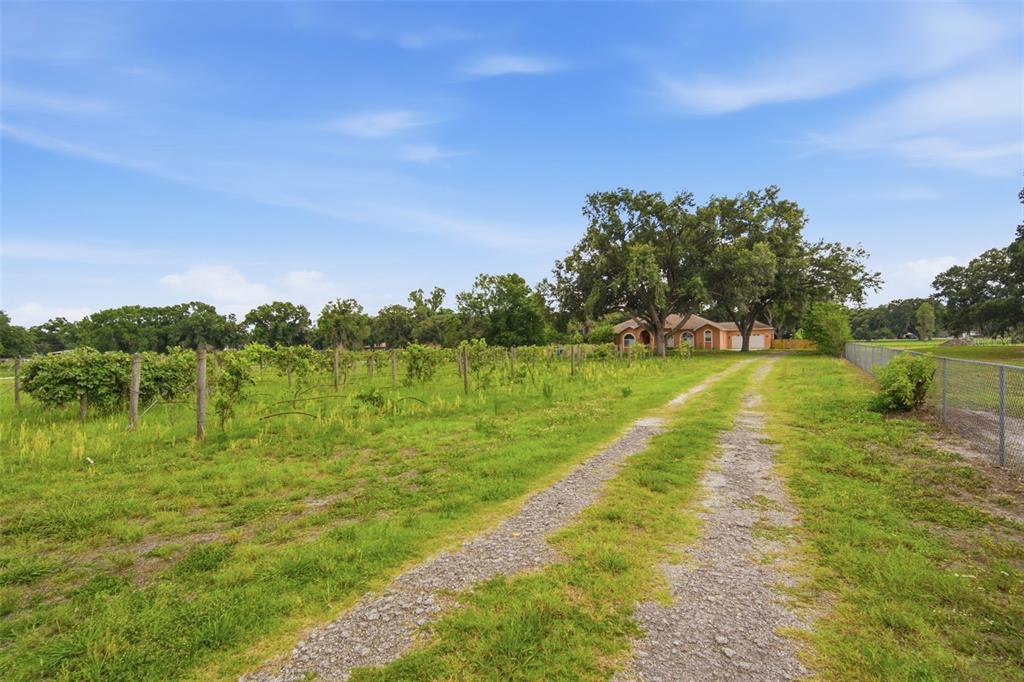 A gravel driveway leads toward a house surrounded by trees and a vineyard — 6611 W KNIGHTS GRIFFIN ROAD, PLANT CITY, FL