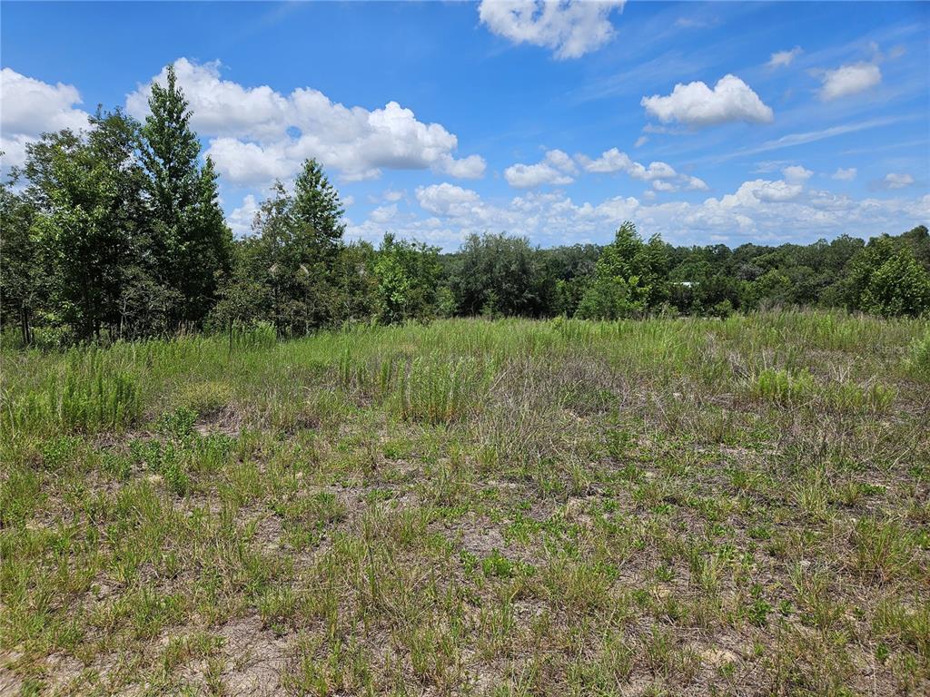 A grassy, undeveloped lot features scattered trees under a bright blue sky with clouds — 3814 W RANCETTA STREET, DUNNELLON, FL