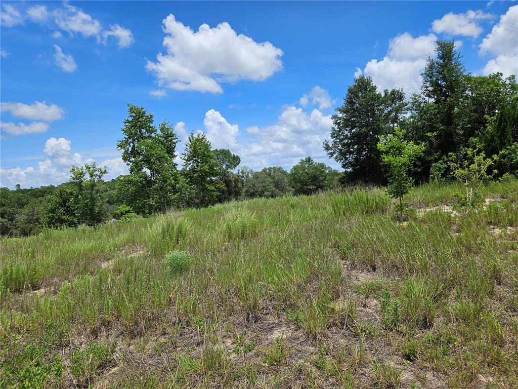 A grassy, sloped field leads to a line of trees under a blue, cloudy sky — 3814 W RANCETTA STREET, DUNNELLON, FL