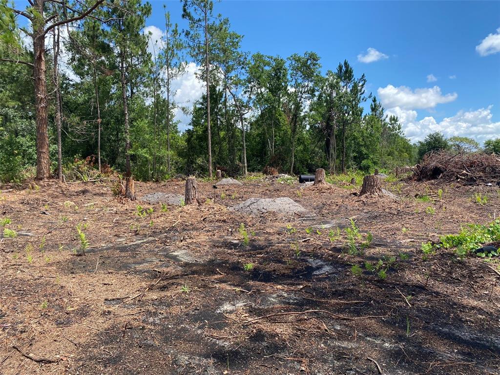 A cleared, sandy lot features several tree stumps and a black drainage pipe — 2101 W FROSTPROOF ROAD, FROSTPROOF, FL