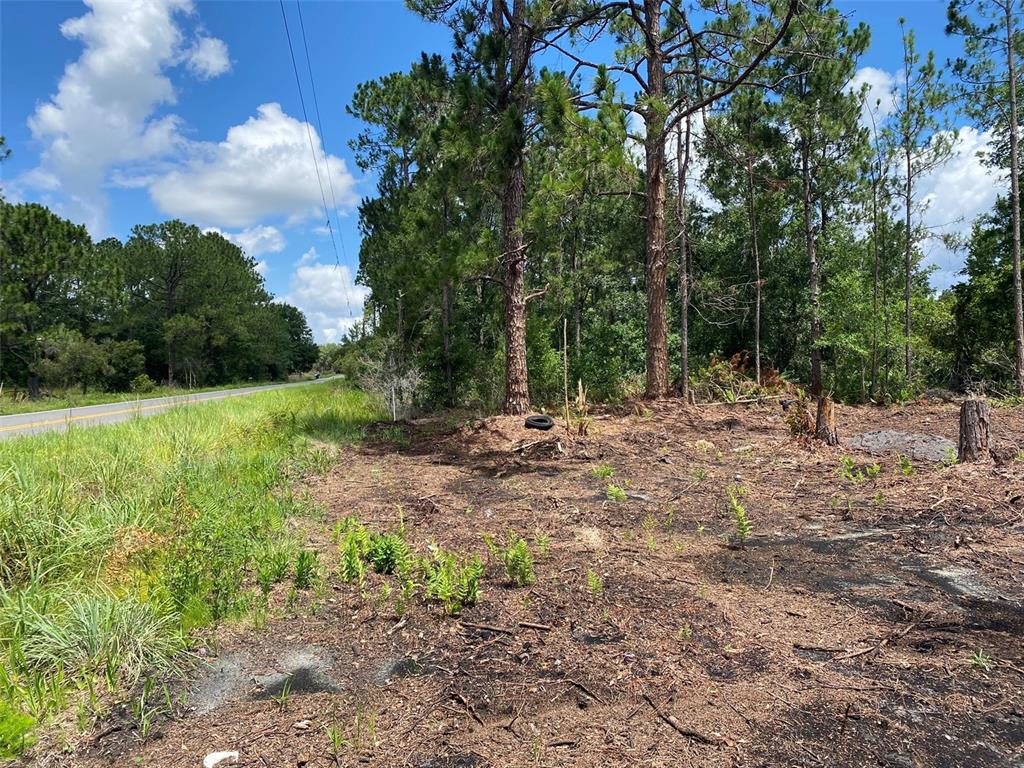 A vacant, partially cleared lot with tall pine trees borders a paved road — 2101 W FROSTPROOF ROAD, FROSTPROOF, FL