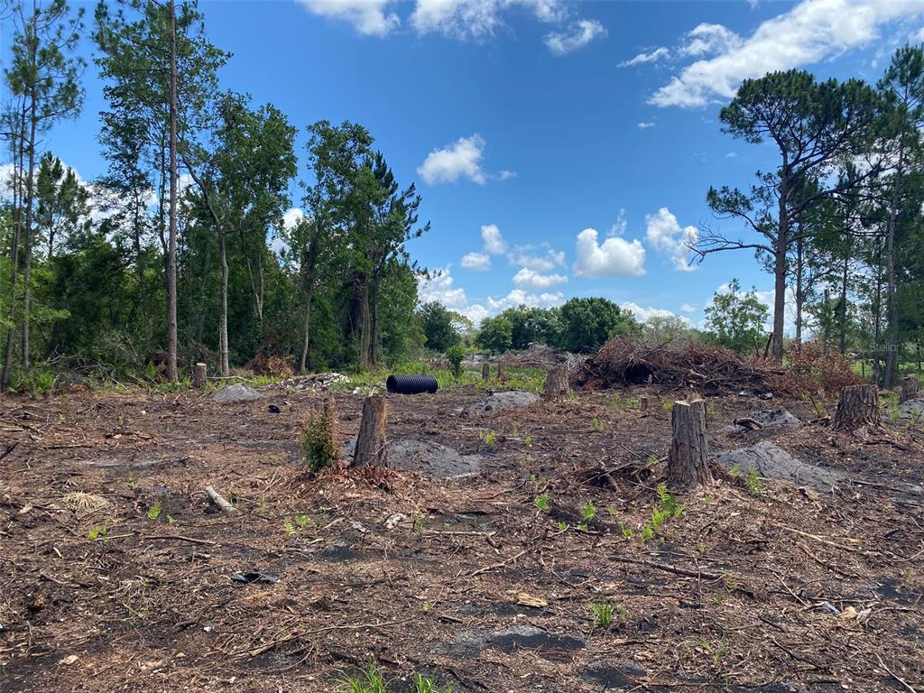 A cleared, wooded lot features several tree stumps and a black drainage pipe on the ground — 2101 W FROSTPROOF ROAD, FROSTPROOF, FL
